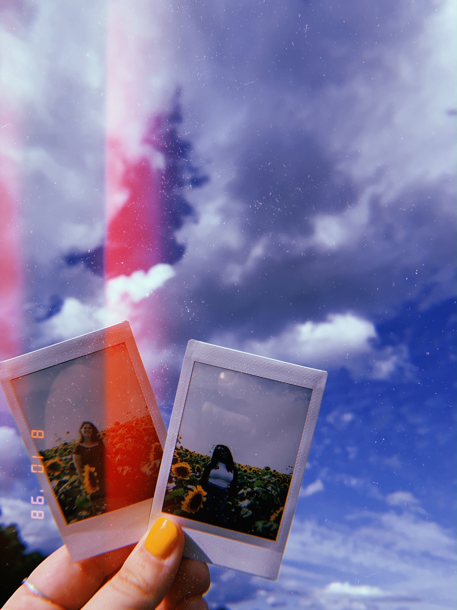 Sunflower Festival at Barton Orchards 2019 2020 Chellemua