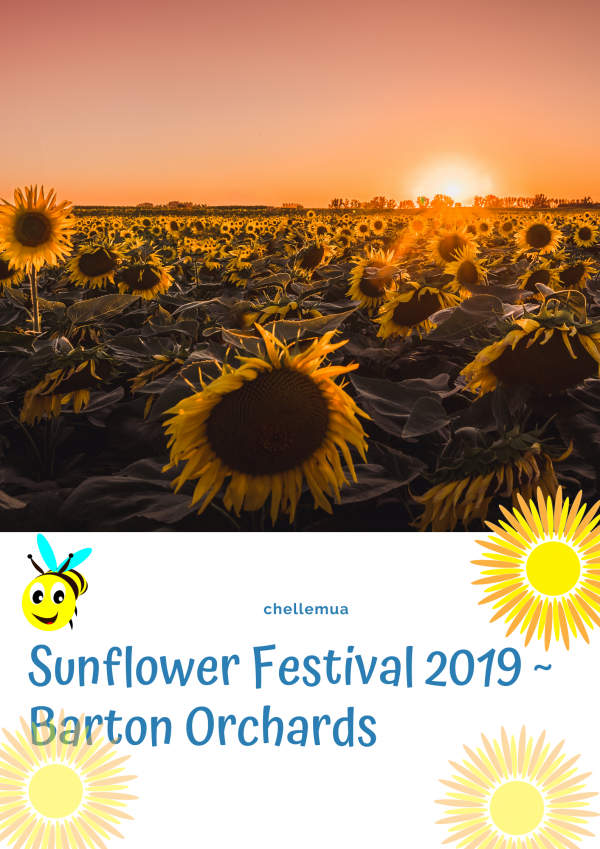 Sunflower Festival at Barton Orchards 2019 2020 Chellemua